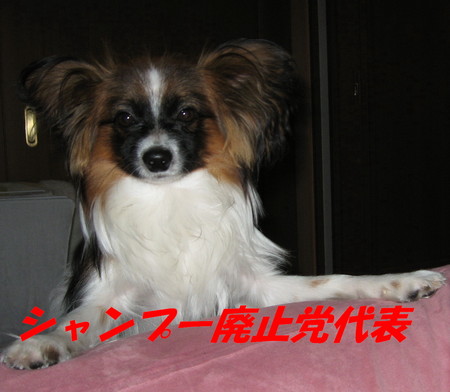 シャンプー26.jpg