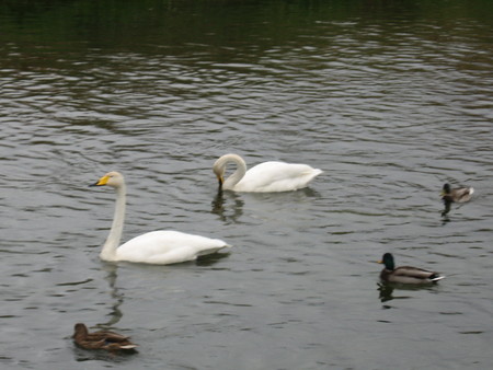 白鳥飛来51.jpg